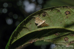 Lamprosema tampiusalis