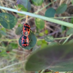 Eurydema spectabilis