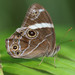 Banded Treebrown - Photo (c) portioid, some rights reserved (CC BY-SA), uploaded by portioid