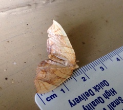 Eulithis gracilineata