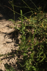 Genista germanica