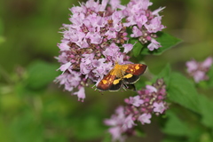 Pyrausta falcatalis