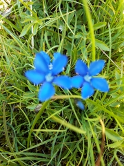 Gentiana bavarica