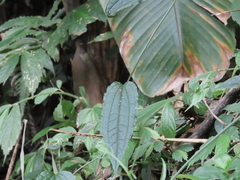 Smilax riparia