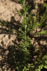 Genista germanica