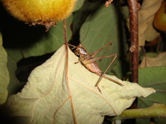 Antaxius spinibrachius