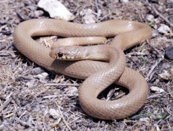 Eirenis modestus