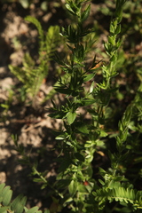 Genista germanica