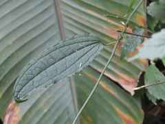 Smilax riparia