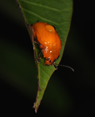 Podontia lutea
