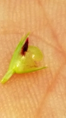 Scleria ciliata