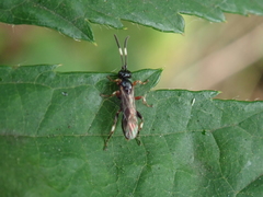Ichneumonidae