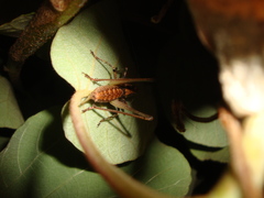 Antaxius spinibrachius