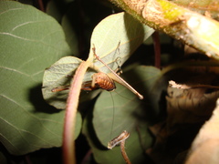 Antaxius spinibrachius