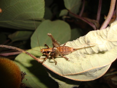 Antaxius spinibrachius