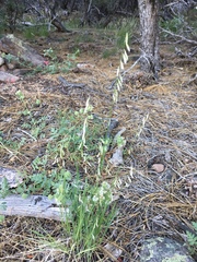 Melica stricta