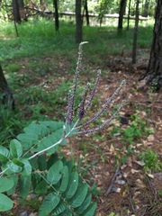 Amorpha paniculata