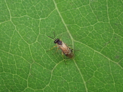 Monostegia abdominalis