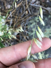 Melica stricta