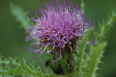 Cirsium drummondii