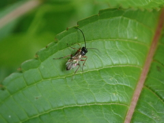 Ichneumonidae
