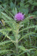 Cirsium drummondii