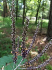 Amorpha paniculata