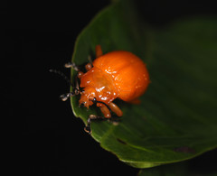 Podontia lutea