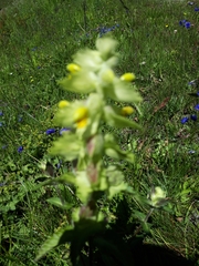 Rhinanthus alectorolophus