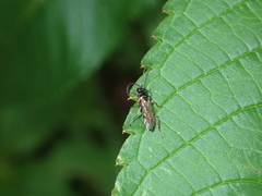 Ichneumonidae