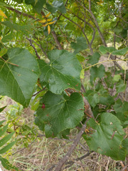 Vitis cinerea helleri
