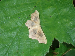 Idaea emarginata
