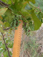 Vitis cinerea helleri