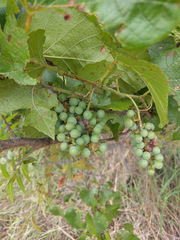 Vitis cinerea helleri