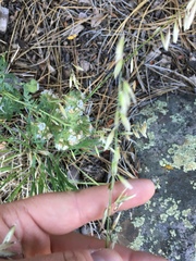 Melica stricta