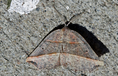 Metanema determinata