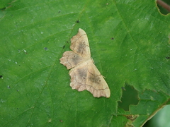 Idaea emarginata