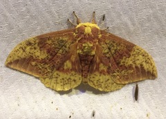 Eacles imperialis pini