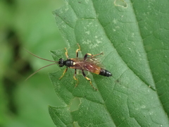 Ichneumon