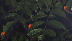 Podontia lutea
