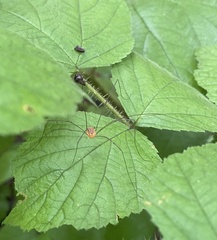 Leiobunum bracchiolum