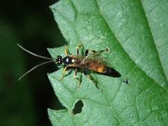 Ichneumon