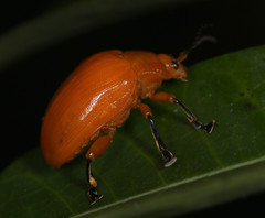 Podontia lutea