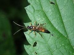 Ichneumon