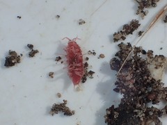 Androniscus dentiger