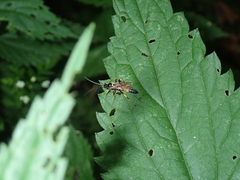 Ichneumon