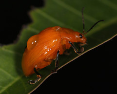 Podontia lutea