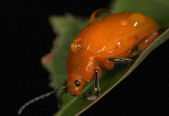 Podontia lutea