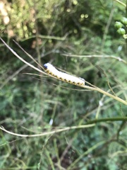 Macremphytus tarsatus