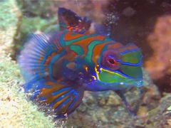 Synchiropus splendidus